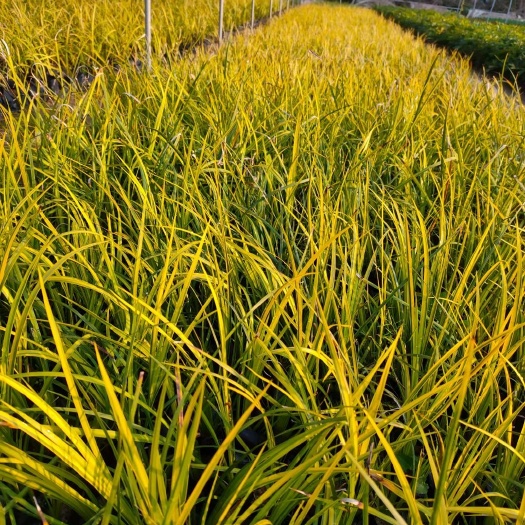 金叶菖蒲 金叶石菖蒲