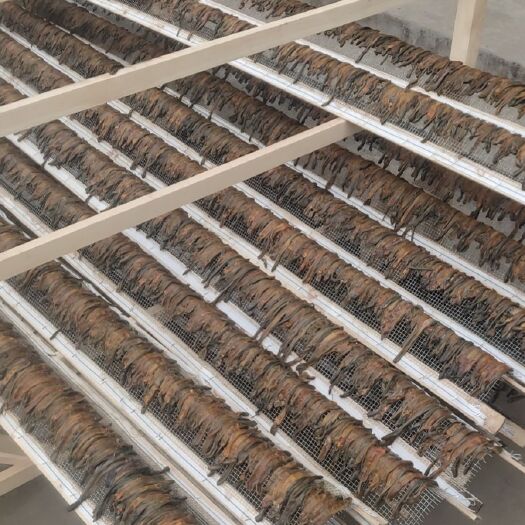 沛县地龙蚯蚓干精品网货全开无泥