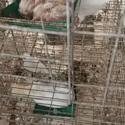 广州白鸽 大量供应长期有货，欢迎各位老板咨询，非诚勿扰。欢迎批发