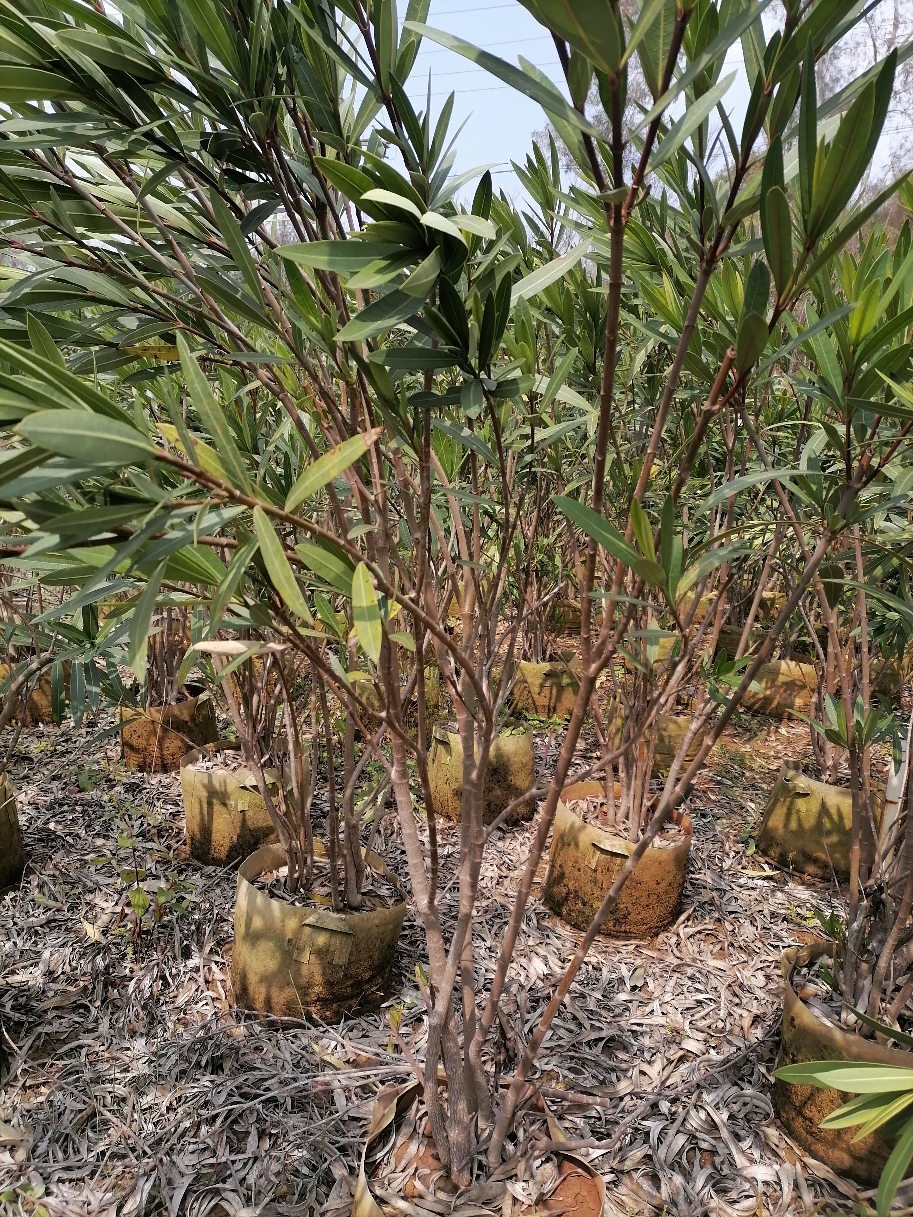  夹竹桃    云南夹竹桃   苗地直销