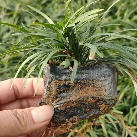 玉龙草