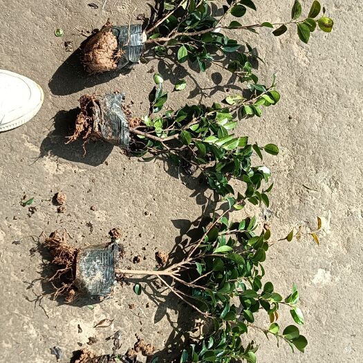 杭州 精品茶梅大杯苗