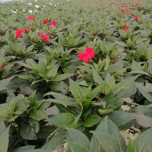 凤仙   凤仙花   云南凤仙花，苗地直销