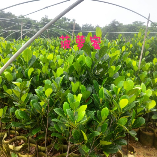 漳州越南菠萝蜜苗 精品红肉、黄肉菠萝蜜嫁接美植袋苗