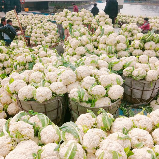 瑞安市白花菜花 有机花菜