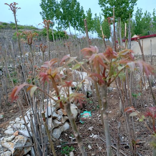 新泰市红油香椿，露天香椿，大量供应3月底上市货真价实货源充足