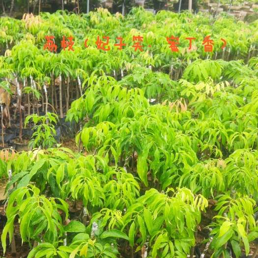 漳州妃子笑荔枝苗  精品嫁接蜜丁香、妃子笑荔枝黑杯苗