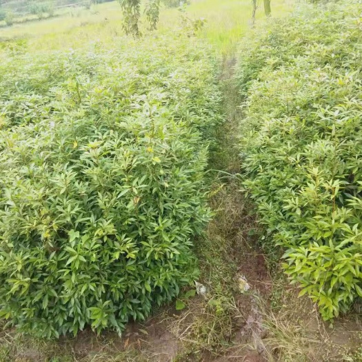武胜县小叶桢楠  金丝楠木树苗，苗，金丝楠木
