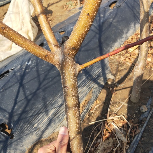 昌黎县中油8号桃苗 3公分桃树