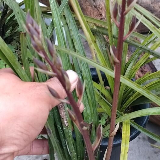 康县大花惠兰 精品惠兰紫香妃草，一杆多花，清香怡人，