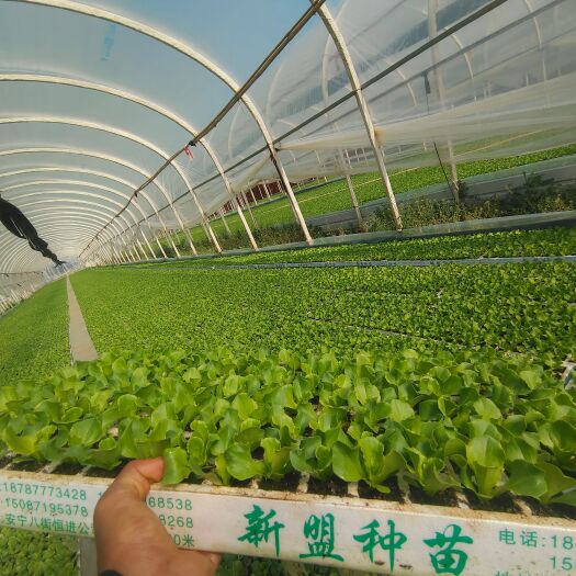 安宁市 意大利生菜苗