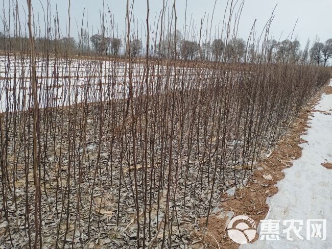 早酥梨苗 早酥梨，果子成熟的早，果实大，