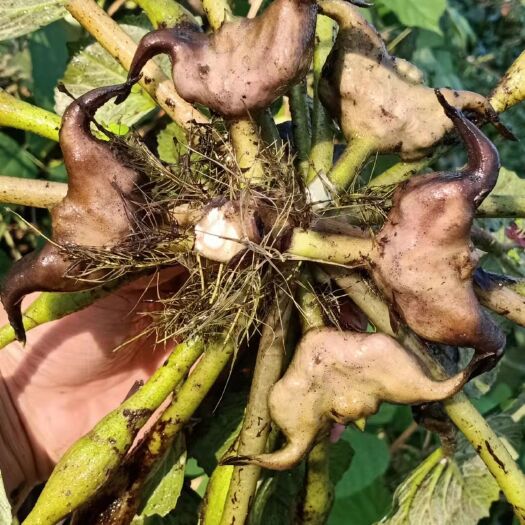 定远县鲜菱角