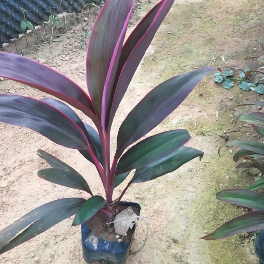 红叶朱蕉 朱蕉