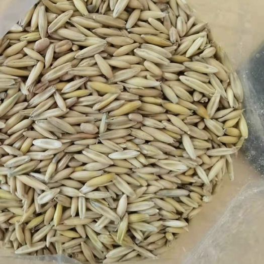 满洲里市俄罗斯燕麦   饲料燕麦容重540水分16左右，大量现货！！