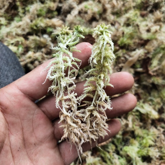峨边县水苔水草海拔三千野生水草海花草