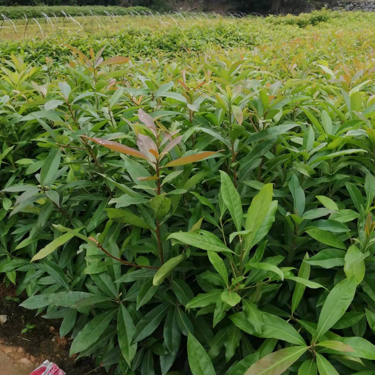 木荷树的用途图片