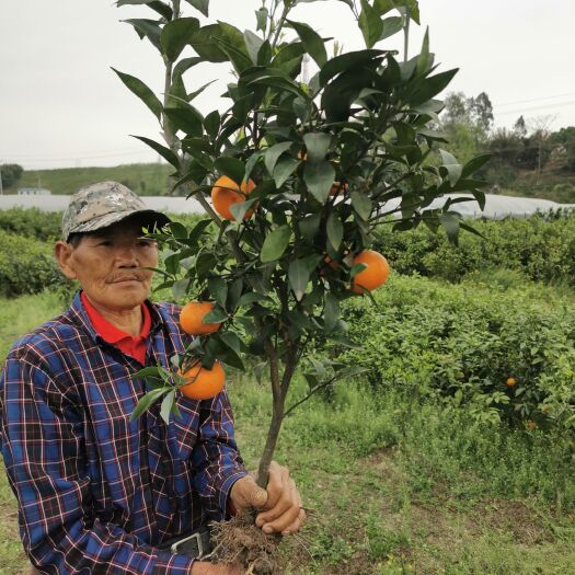 眉山沃柑苗 眉山东坡区出售1—2公分统货带果带花沃柑树