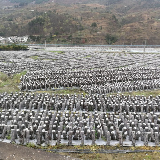 贵州黑木耳质量好，货源稳定质量好