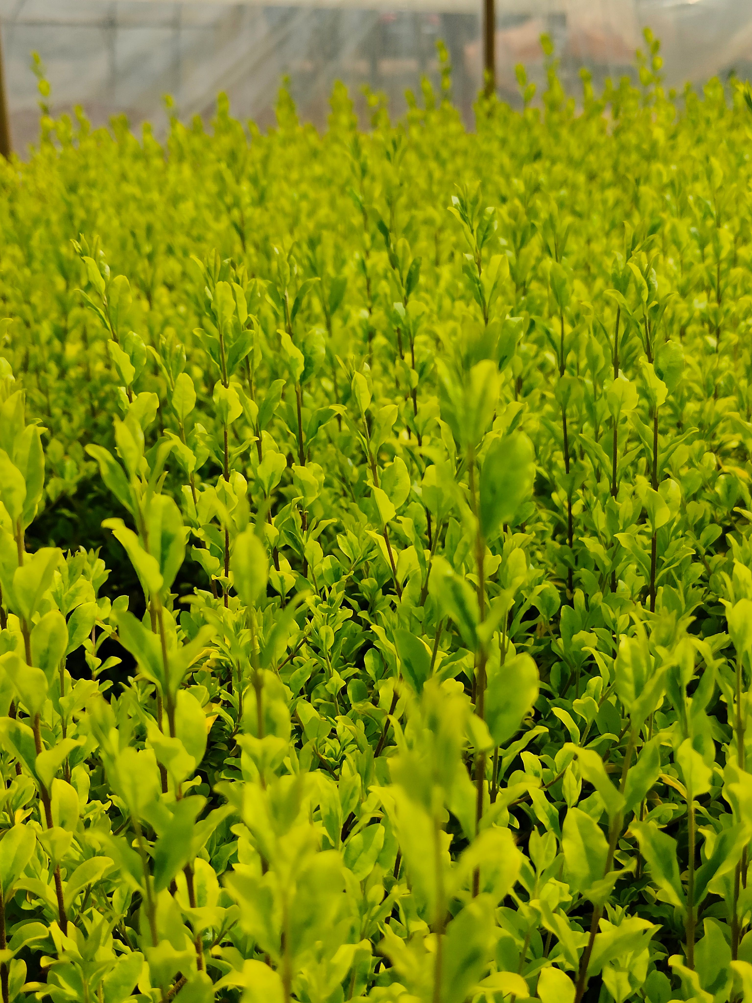 亮晶女贞  根系 蓬头 叶水都很好   基地直供一手货源