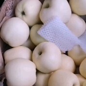 昌黎县黄元帅苹果 辽宁省葫芦岛市绥中县 纸袋