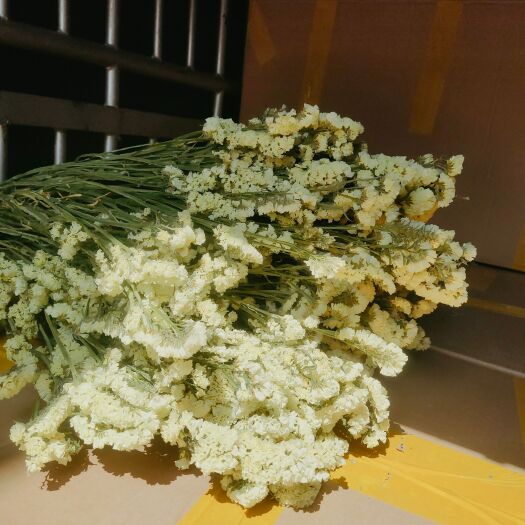 昆明满天星干花  勿忘我黄花颜色可订现货