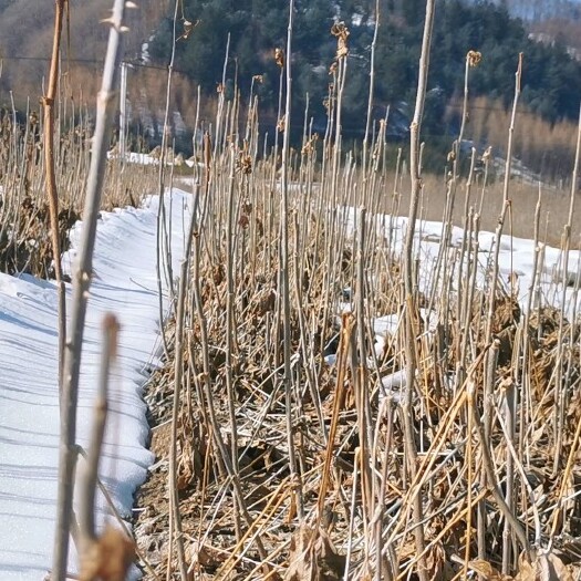 桓仁县刺五加苗 长梗刺五加和短梗刺五加苗，药食两用