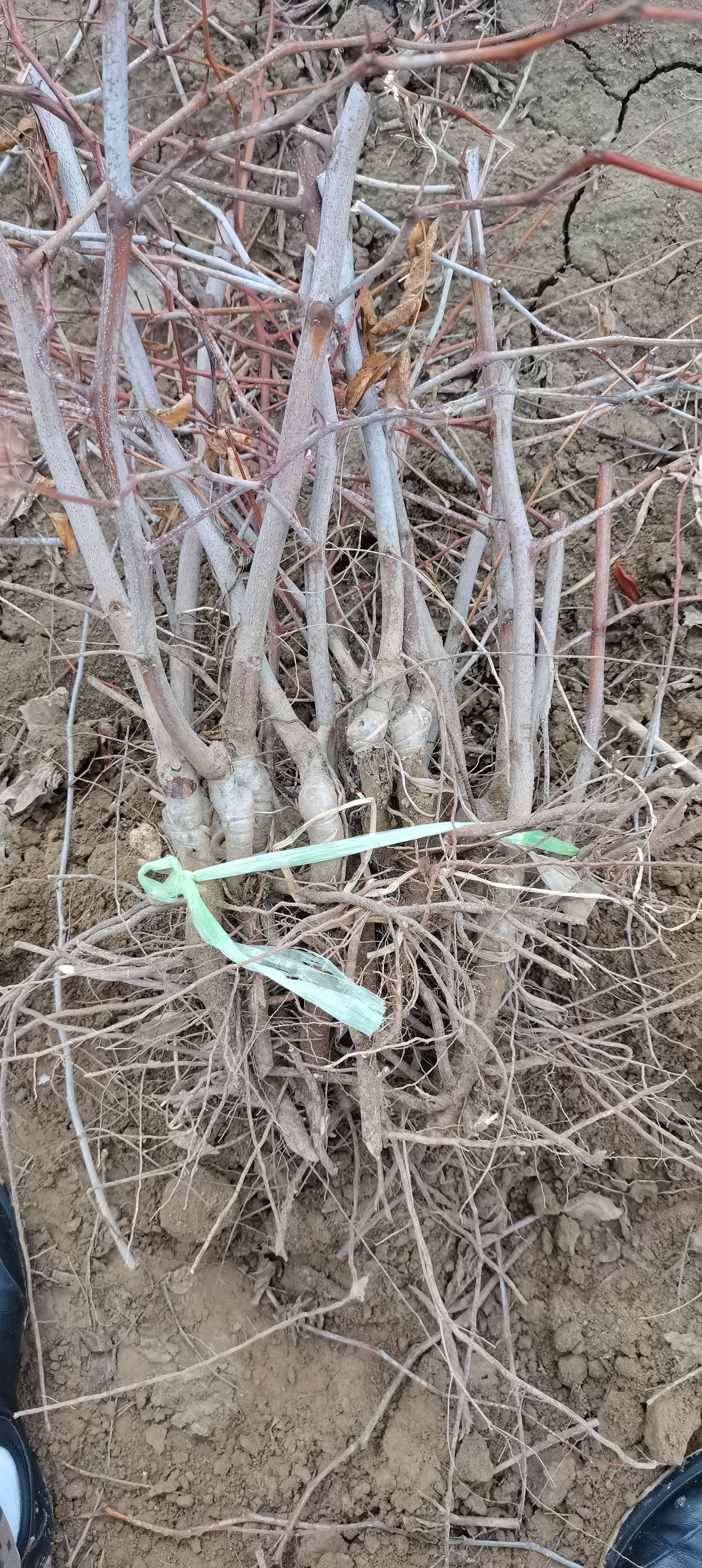 蟠枣苗，蟠枣接穗销售中