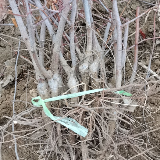 霍尔果斯蟠枣苗，蟠枣接穗销售中