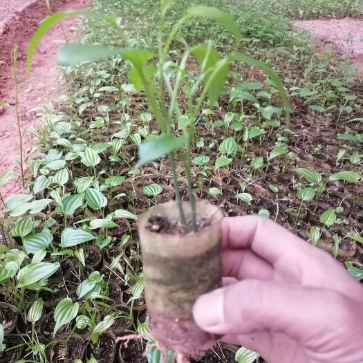 百部苗红花百部