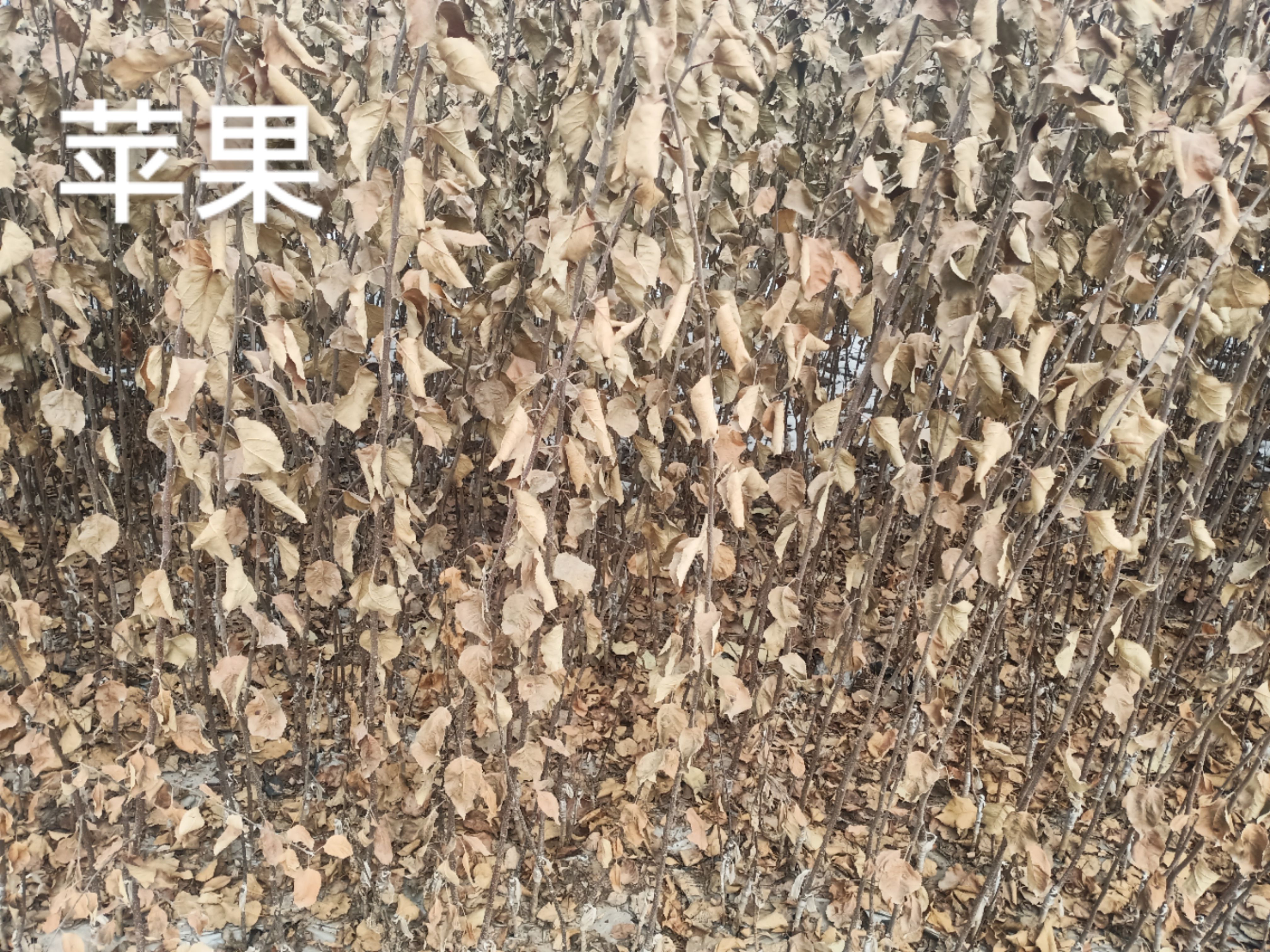 红星苹果树苗 红富士苹果，货真价实，量大从优，品种齐全，