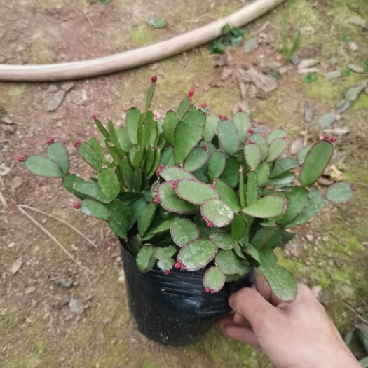 漳平市蟹爪兰盆栽 蟹爪兰三月红假昙花仙人指