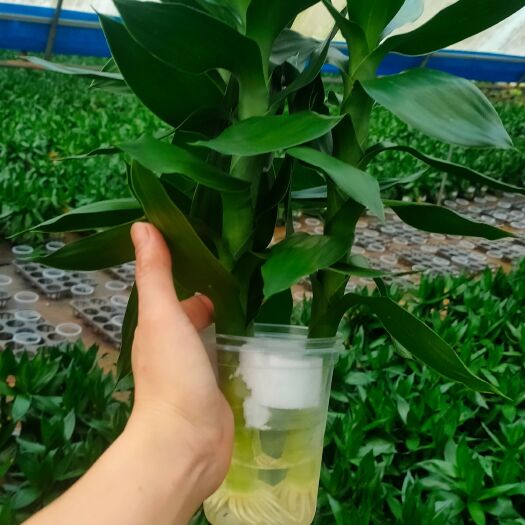 海口水培棕竹 水培莲花基地
