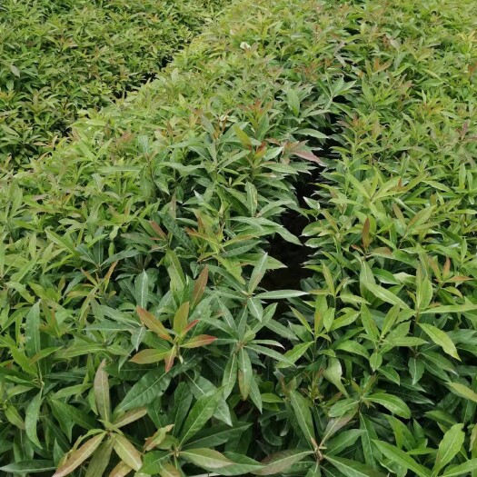广州木荷苗 木荷树苗园林绿化木荷树防火造林，基地直销