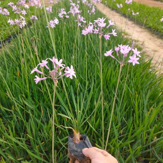 漳浦县紫娇花      紫娇花