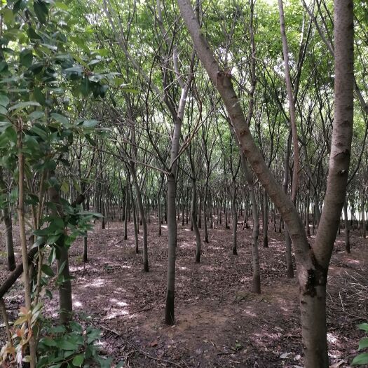 句容市 榉树