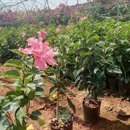 宜良县朱槿 扶桑花    扶桑   云南扶桑花  苗地直销