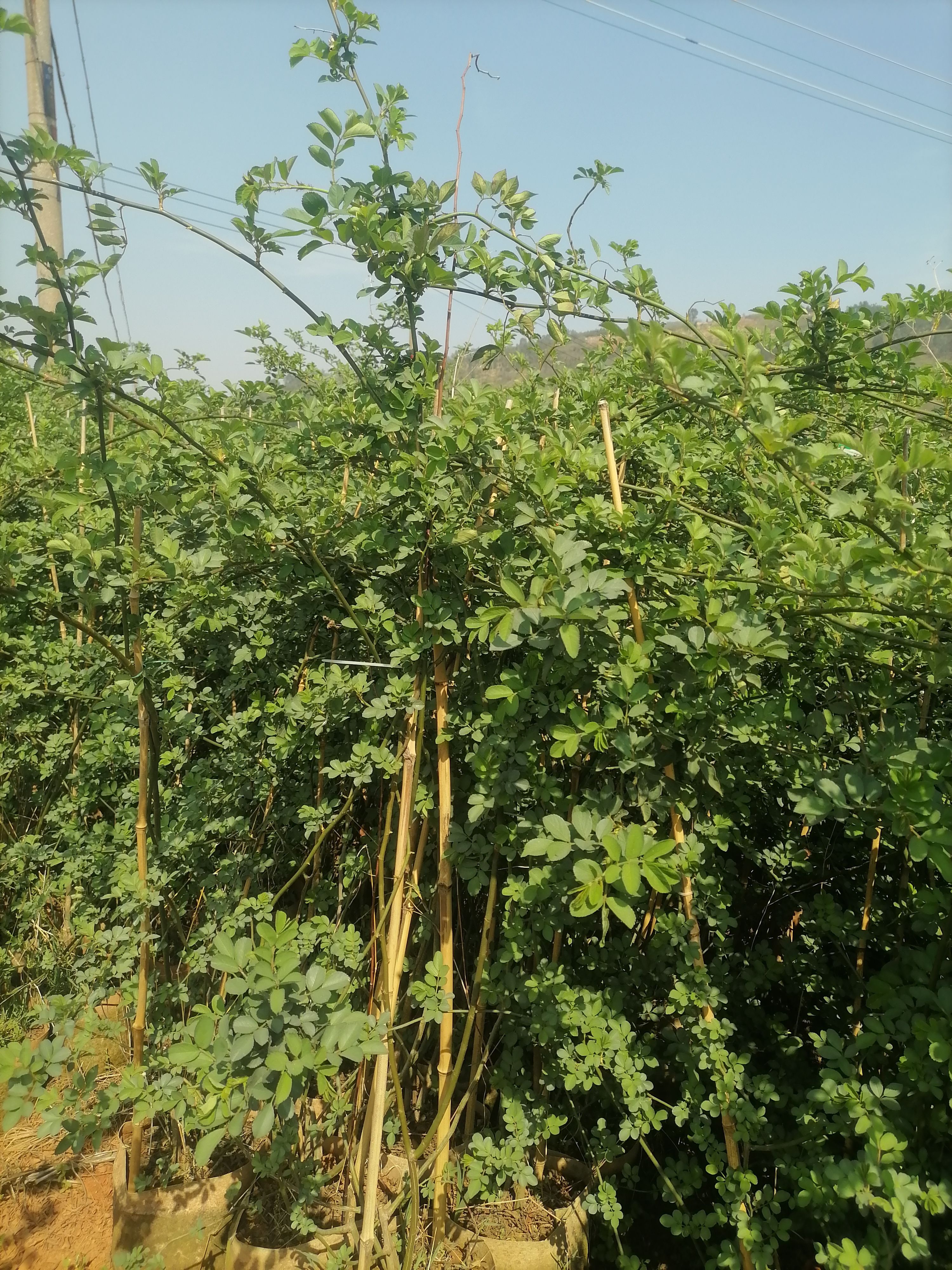  蔷薇    云南蔷薇   苗地直销