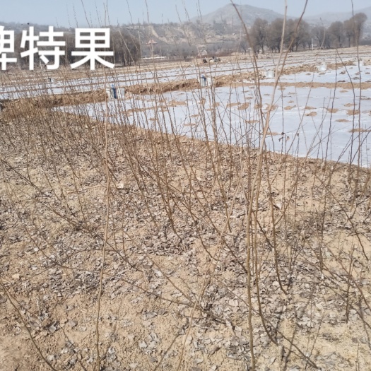 临洮县早酥梨苗 早酥梨，果子成熟的早，果实大，