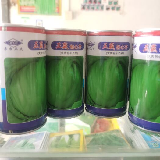 南靖县芥菜种子  泰国正赢大肉包心芥，用于腌制咸菜或鲜菜。
