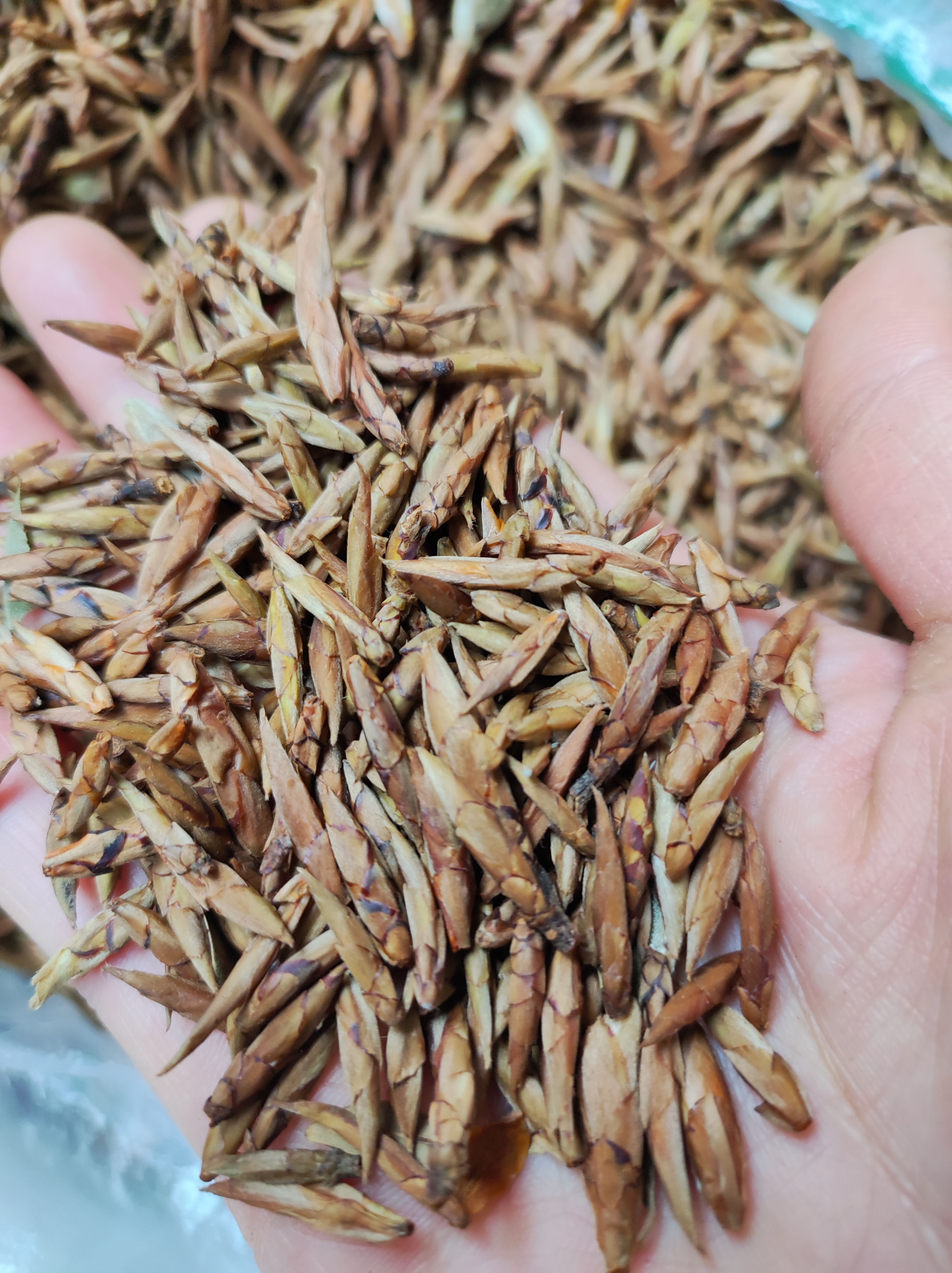 老鹰茶嫩芽四川大山春茶新茶火锅茶晒干白茶特级老荫茶