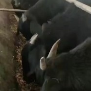 嘉祥县波尔山羊 美国白山羊 黑山羊 青山羊 黑头杜泊 杜寒