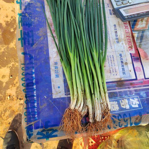 邯郸精品干香葱