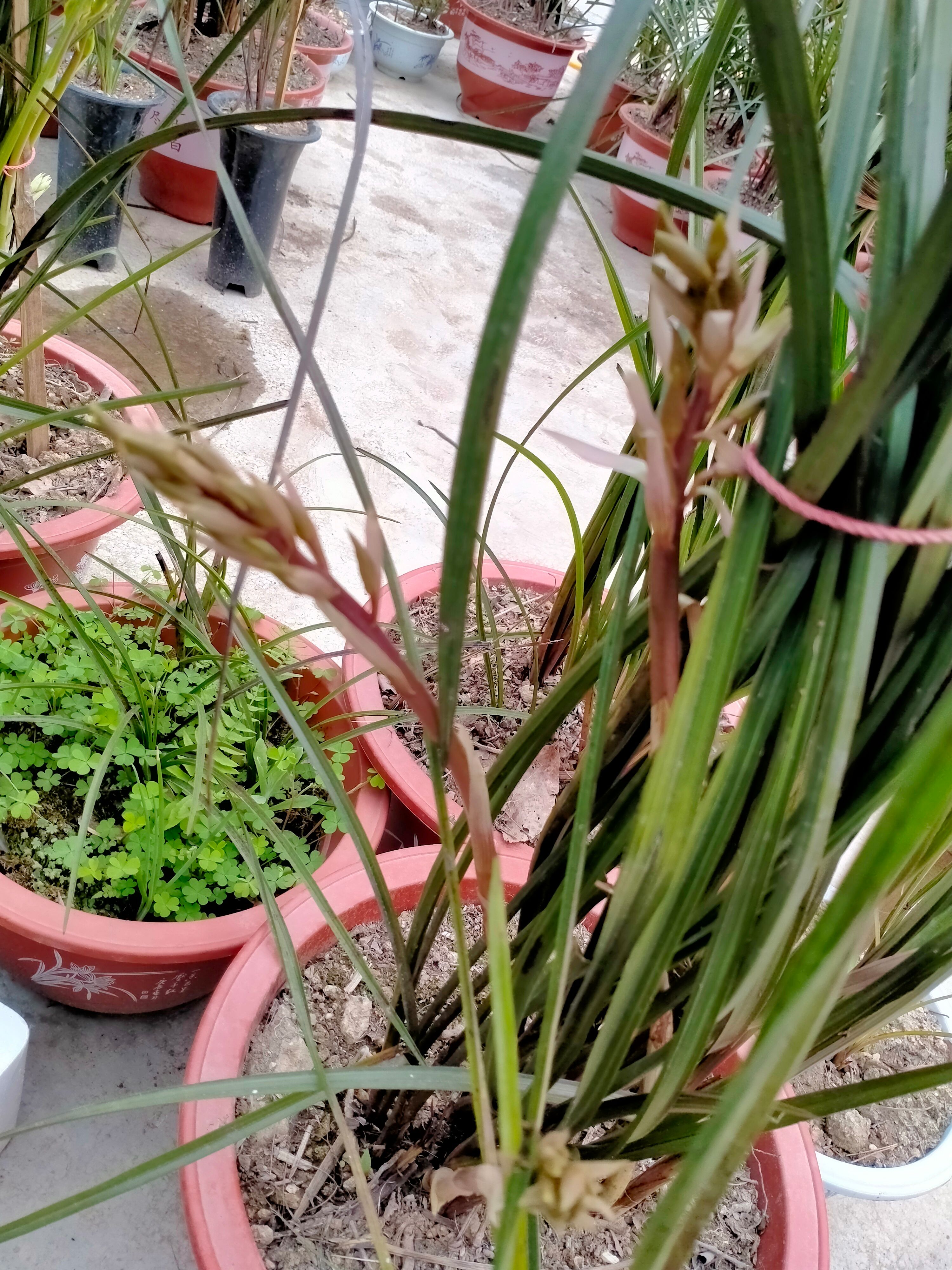  精品惠兰白草，红香妃，紫香妃，带花苞，一杆多花，清香怡人，