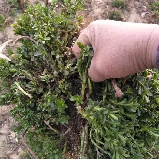 定州市救心菜养心菜景天三七根苗
