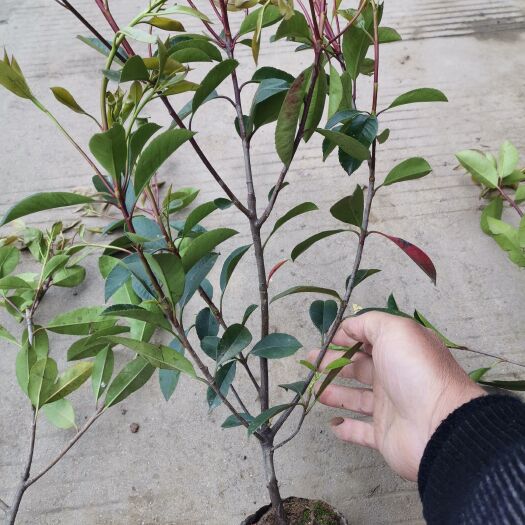 沭阳县红叶石楠苗，红叶石楠大杯苗。大桶苗，红叶石楠土球苗，道路绿