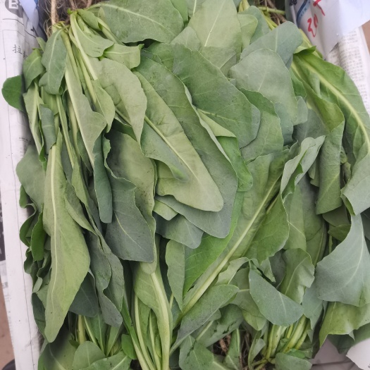  板蓝根