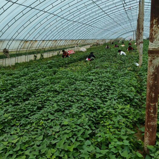 民权县商薯19红薯苗脱毒红薯苗，产地直发价格便宜600亩育苗基地
