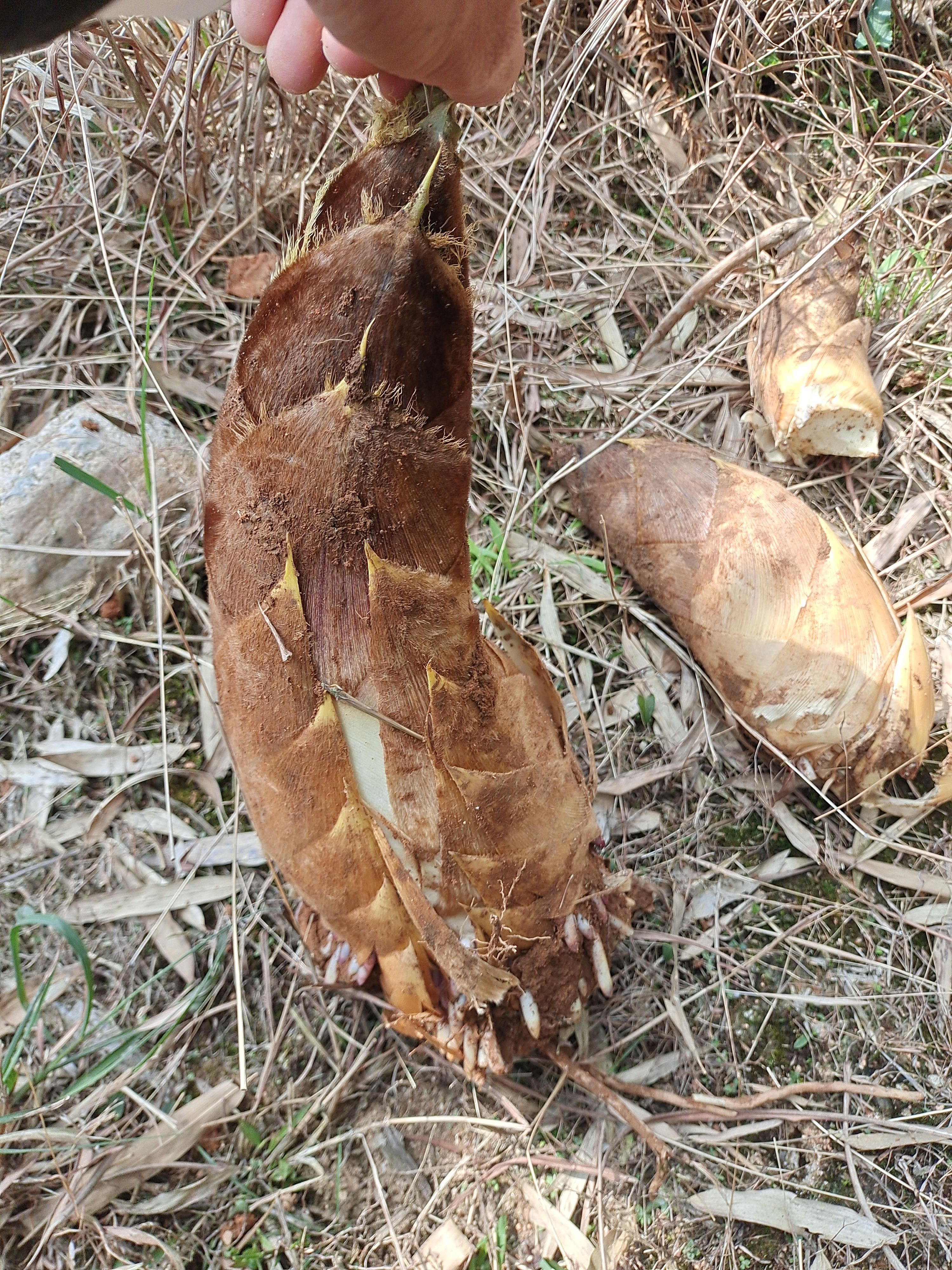 高山野生春笋无污染500斤起批2.5一斤有需要的来。运自付