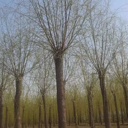 嘉祥县垂柳，西湖垂柳，嫁接垂柳/河堤绿化